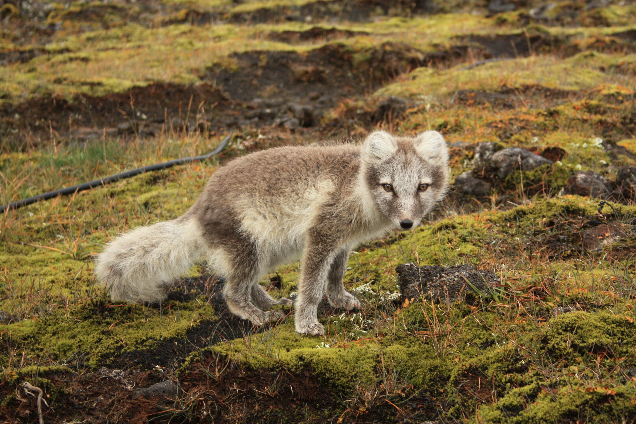 Blue morph Arctic fox among Icelandic rock and moss