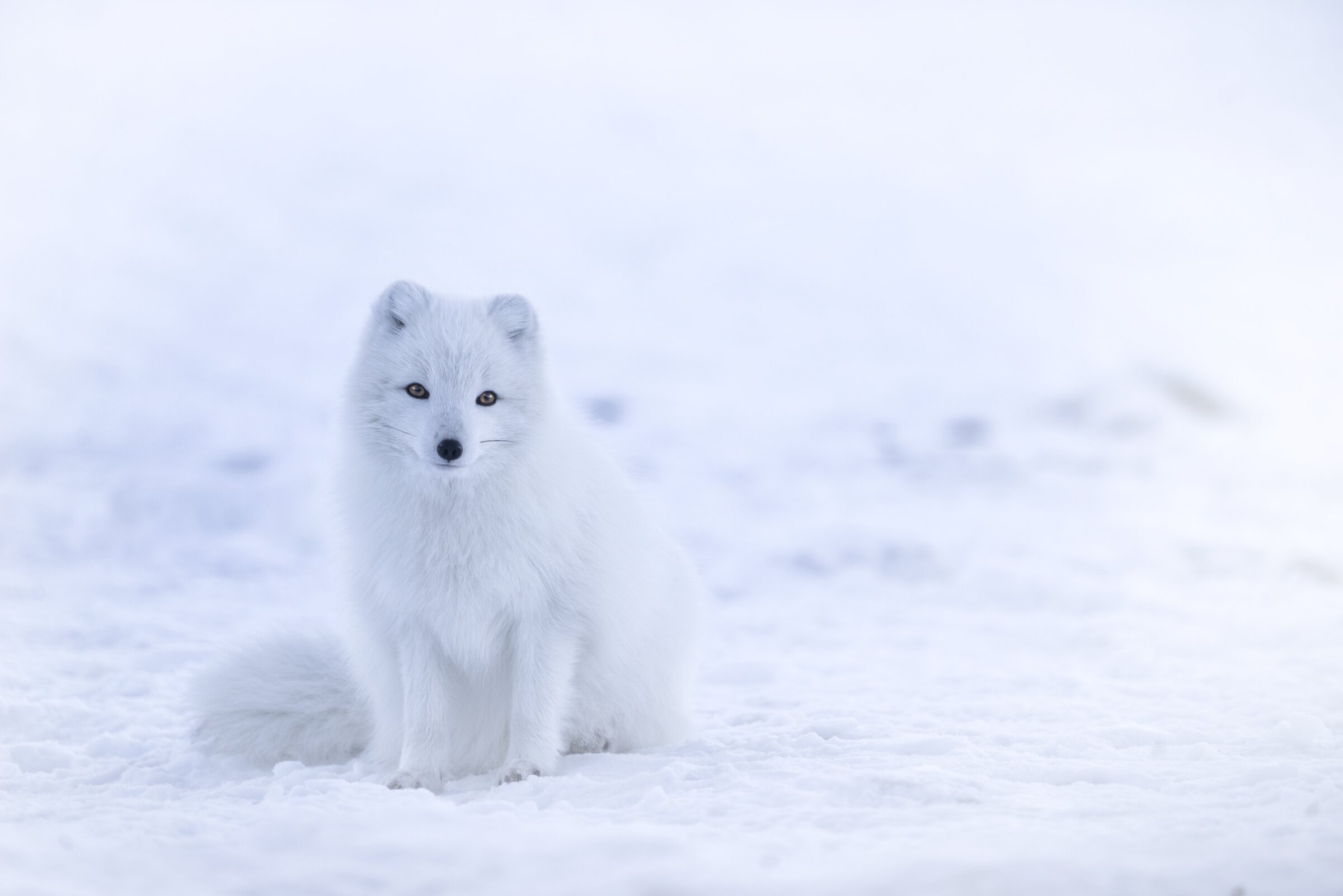Arctic fox in a vast winter landscape