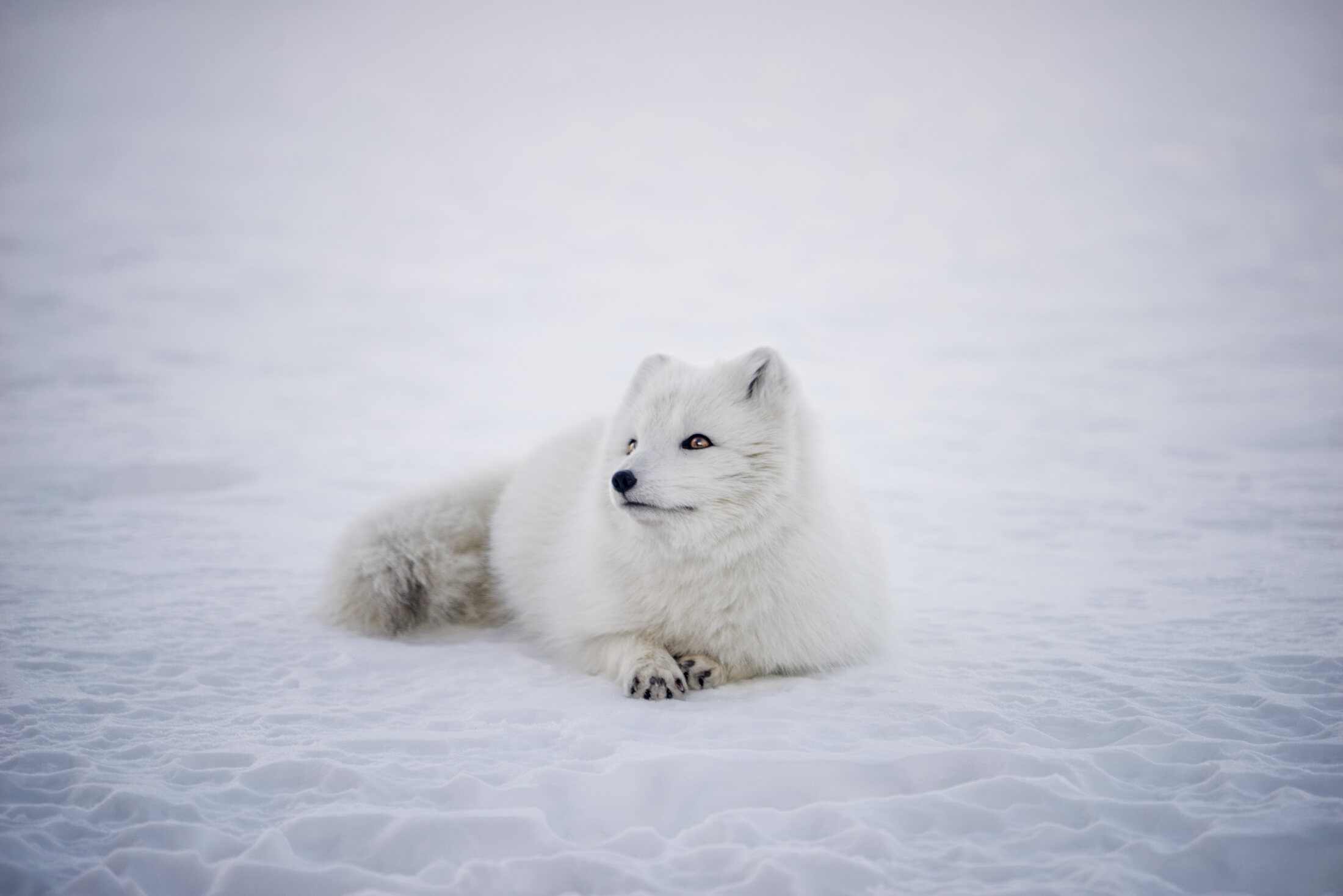 Close portrait of an Arctic fox in snow